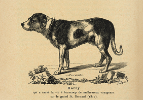 Abbildung von Barry aus dem ersten Schweizerischen Hunde-Stammbuch.