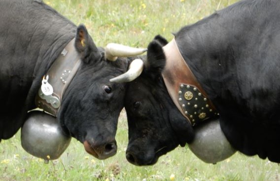 In this close-up shot, two horned Hérens cows face each other with lowered heads. They have wide open eyes and stand forehead to forehead, putting their endurance to the test. They wear cowbells on thick leather straps around their necks.